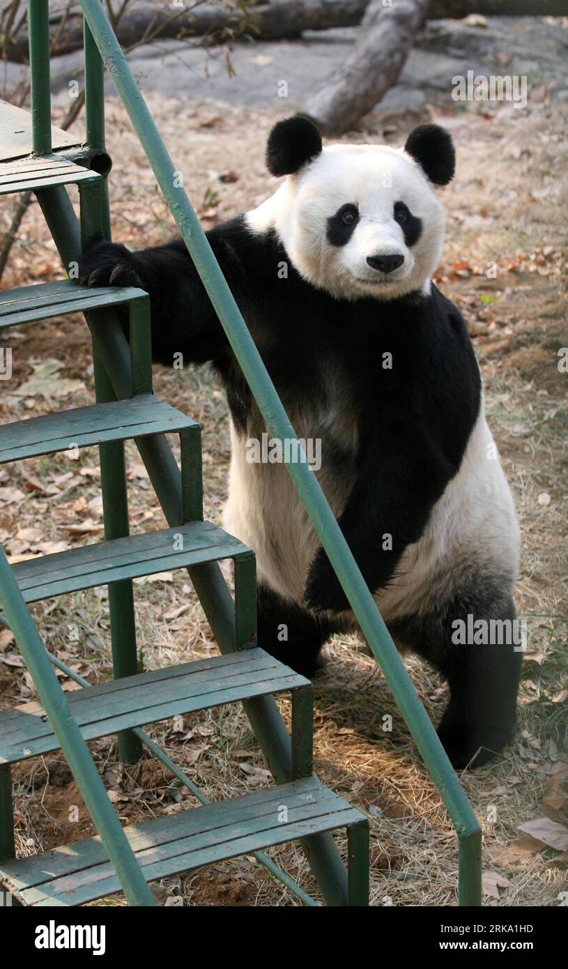 Bildnummer: 54253929 Datum: 24.11.2009 Copyright: imago/Xinhua JINAN, July  26, 2010 (Xinhua) -- The file photo taken on Nov. 24, 2009 shows the giant  panda Quan Quan plays at Jinan Zoo in Jinan,