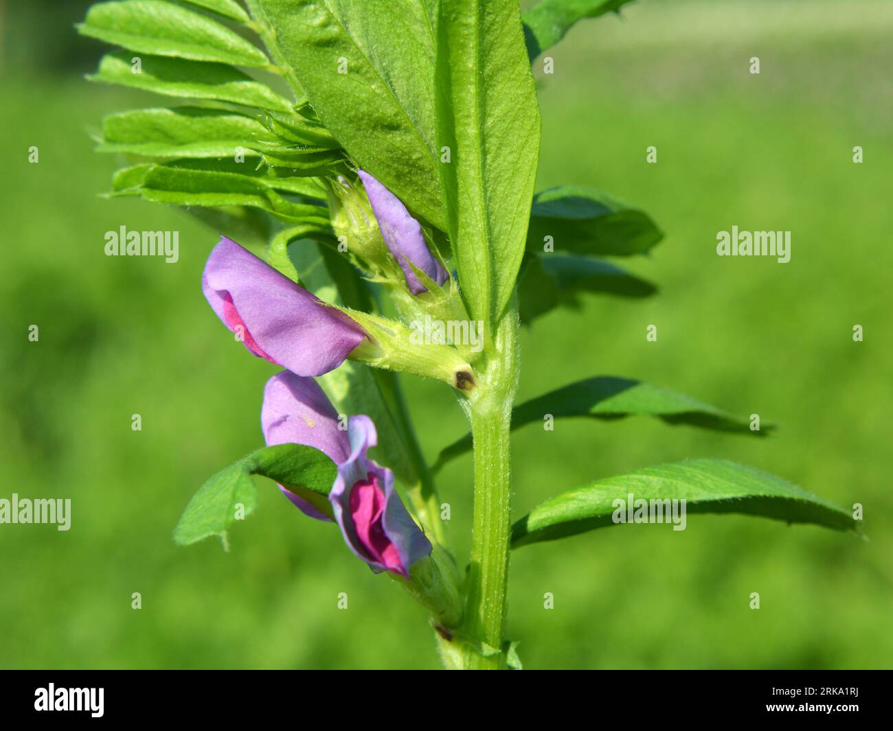 Vetch (Vicia sativa) grows on a farm field Stock Photo