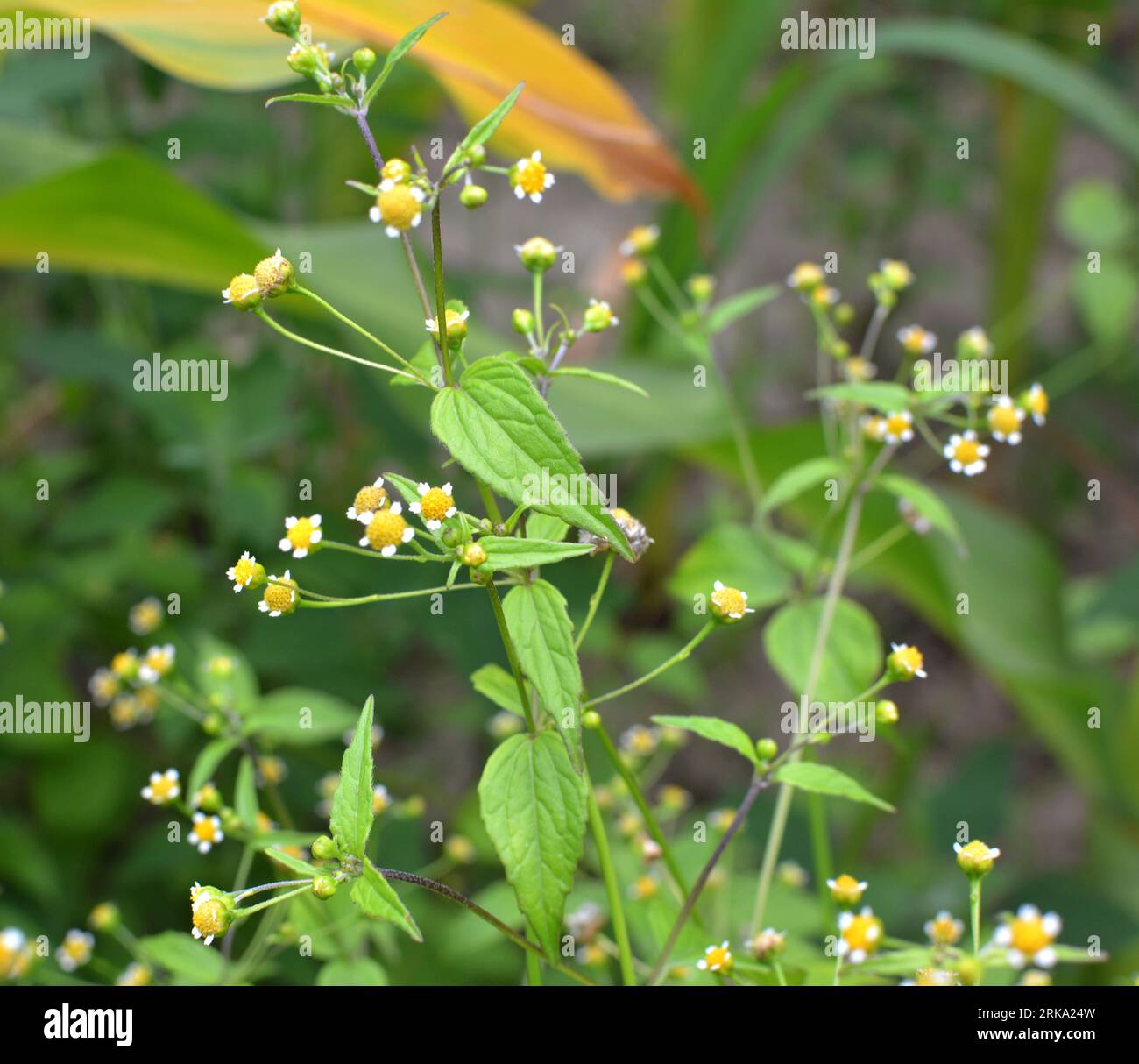 One of the weed species blooms in the field - galinsoga parviflora Stock Photo
