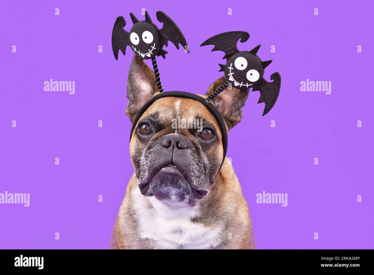 Cute French Bulldog dog wearing funny Halloween headbands with smiling