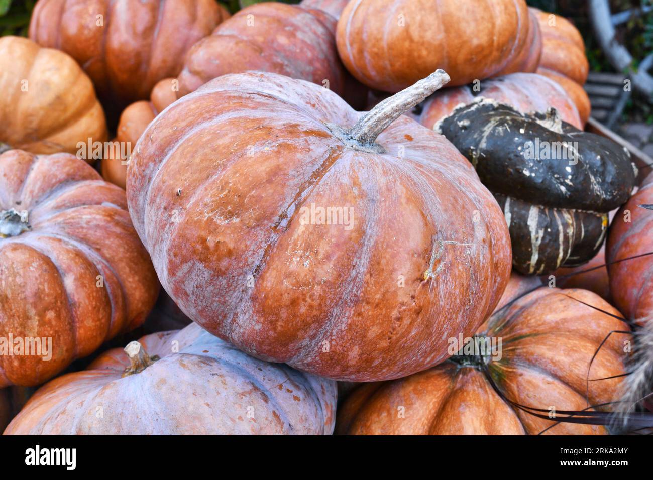 Orange 'Musquee de Provence' pumpkin. Also called Fairytale pumpkin ...