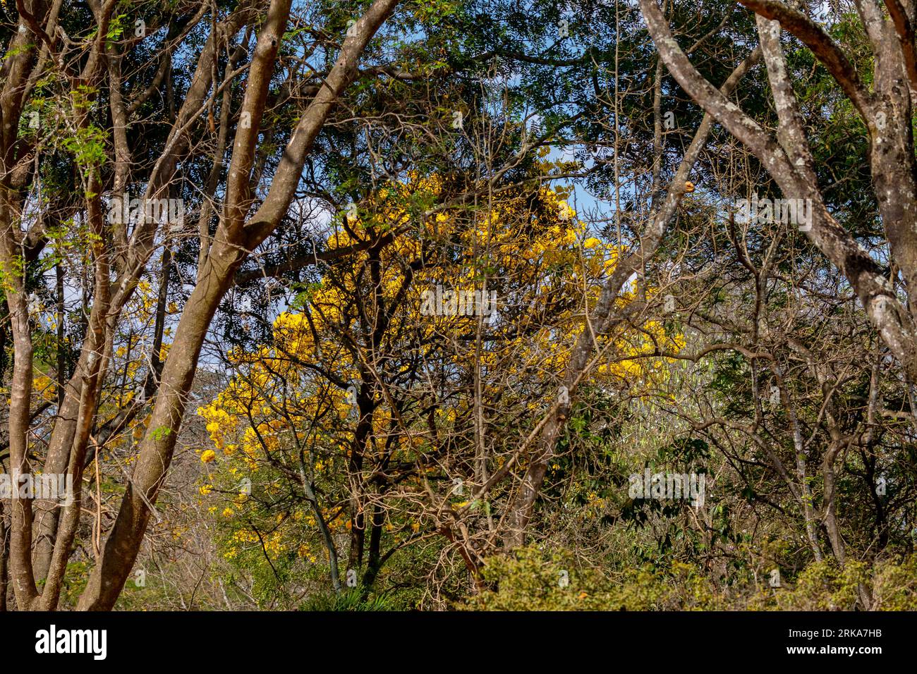 Natural Blooming Golden Trumpet Tree (in Portuguese: Ipe Amarelo; scientific name: Tabebuia chrysotricha or Handroantus chrysotrichus). Stock Photo