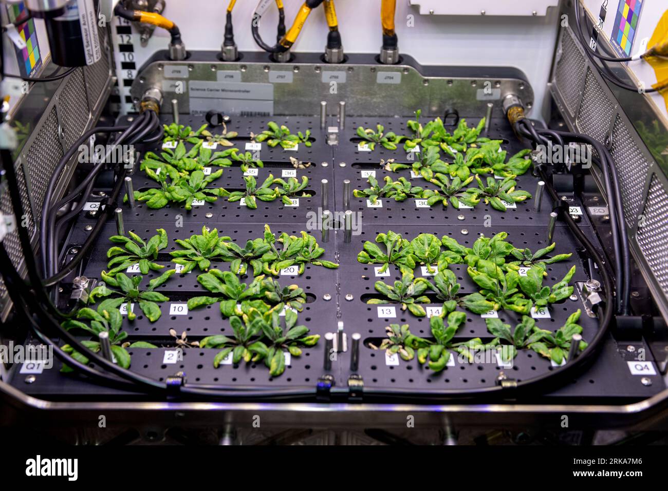 Earth Atmosphere. 8th Aug, 2023. Thale cress plants, similar to cabbage and mustard, are pictured growing for the Plant Habitat-03 space botany experiment helping researchers learn how to grow food and sustain crews on future space missions. Credit: NASA/ZUMA Press Wire/ZUMAPRESS.com/Alamy Live News Stock Photo