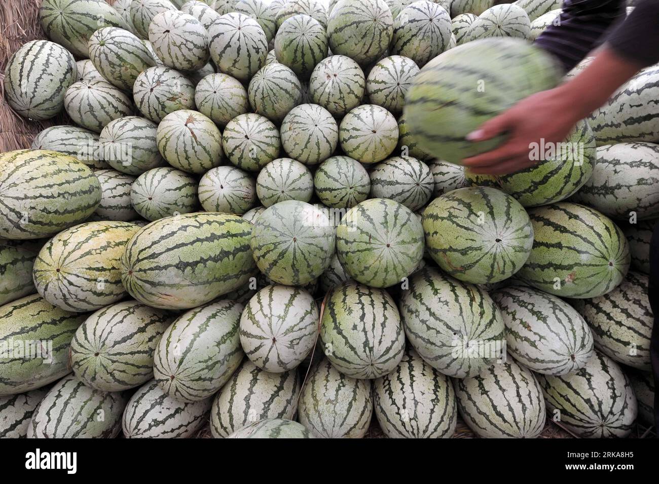 Bildnummer: 54285925  Datum: 09.08.2010  Copyright: imago/Xinhua  A farmer piles up watermelons during the harvest at Xinshui Village of Zhongwei, a city in northwest China s Ningxia Hui Autonomous Region, Aug. 9, 2010. The farmers in Zhongwei have developed a way to plant watermelons in gravel-mulched field, in which watermelons can be more juicy and delicious than in normal ways. (Xinhua/Wang Peng) (zn) CHINA-NINGXIA-ZHONGWEI-WATERMELON (CN) PUBLICATIONxNOTxINxCHN Wirtschaft Landwirtschaft Melonen kbdig xmk 2010 quer    Bildnummer 54285925 Date 09 08 2010 Copyright Imago XINHUA a Farmer pile Stock Photo