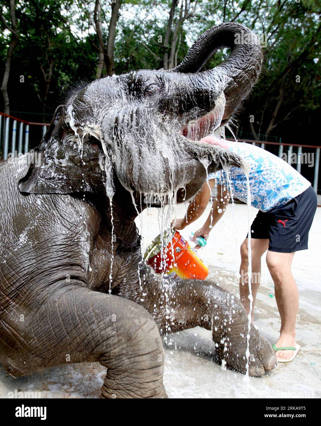 Bildnummer: 54293154  Datum: 12.08.2010  Copyright: imago/Xinhua (100812) -- HUAIBEI, Aug. 12, 2010 (Xinhua) -- A zookeeper cools down an elephant in Xiangshan zoo in Huaibei, east China s Anhui Province, Aug. 12, 2010. As temperature reached 37 degrees Celsius in Huaibei on Thursday, zookeepers endeavor to make animals stay cool. (Xinhua/Wang Wen) (cxy) CHINA-HEAT-ANIMALS (CN) PUBLICATIONxNOTxINxCHN Gesellschaft Tiere kbdig xsk 2010 hoch o0 Hitze Abkühlung Jahreszeit Sommer    Bildnummer 54293154 Date 12 08 2010 Copyright Imago XINHUA  Huaibei Aug 12 2010 XINHUA a zookeeper Cools Down to Elep Stock Photo