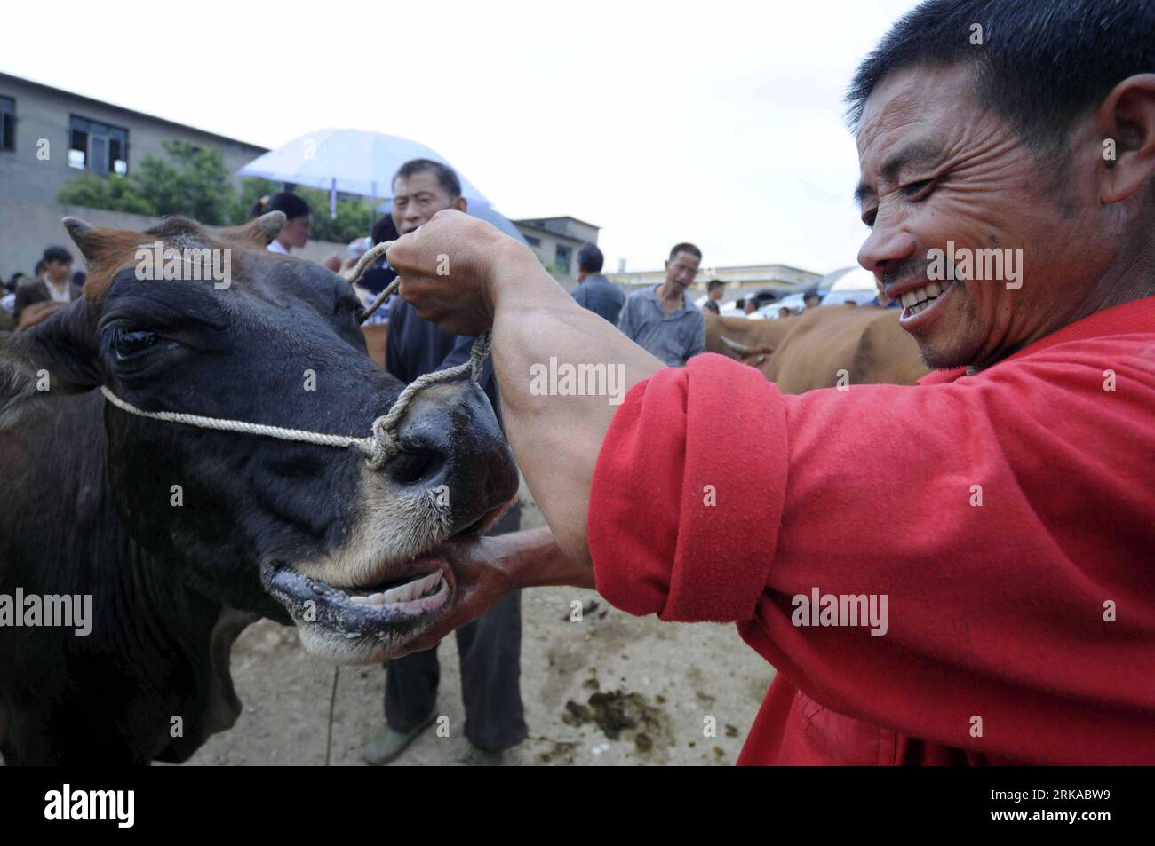 Bildnummer: 54300179  Datum: 15.08.2010  Copyright: imago/Xinhua (100816) -- ANSHUN, Aug. 16, 2010 (Xinhua) -- A trader inspects the teeth of a cattle on a country fair in Huajiang Township of Anshun City, southwest China s Guizhou Province, Aug. 15, 2010. Huajiang country fair of trading cattles, which has a history of over 300 years, is now famous and attracts more and more traders from the nearby provinces of Shaanxi, Yunan, Sichuan and Hunan. (Xinhua/Qin Gang) (wyo) CHINA-GUIZHOU-HUAJIANG COUNTRY FAIR-CATTLE (CN) PUBLICATIONxNOTxINxCHN Wirtschaft Landwirtschaft Messe Landwirtschaftsmesse T Stock Photo