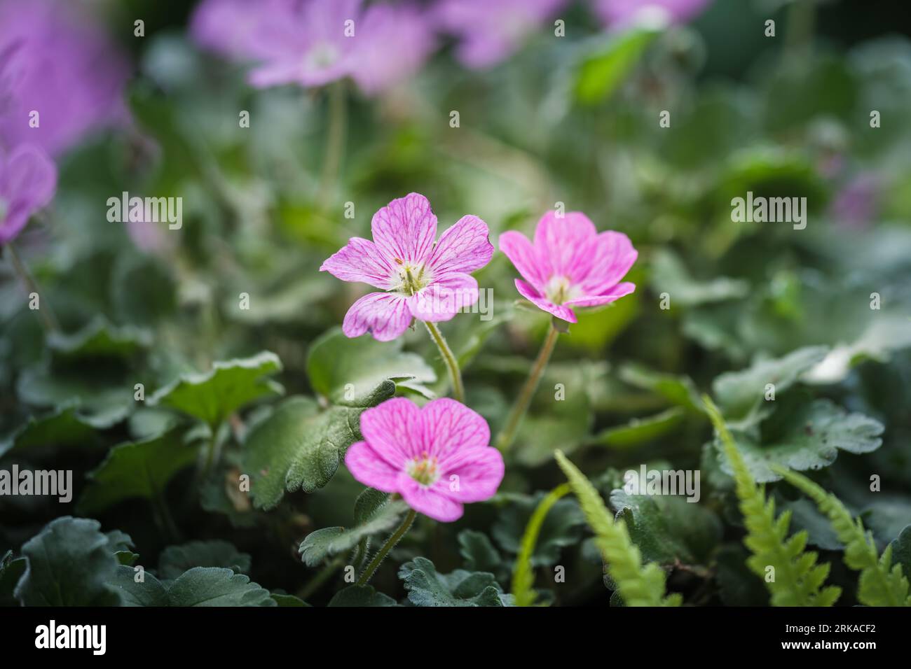 Beautiful macro of the small pink flowers of the Erodium plant. Erodium is a genus of flowering plants in the botanical family Geraniaceae, this is th Stock Photo