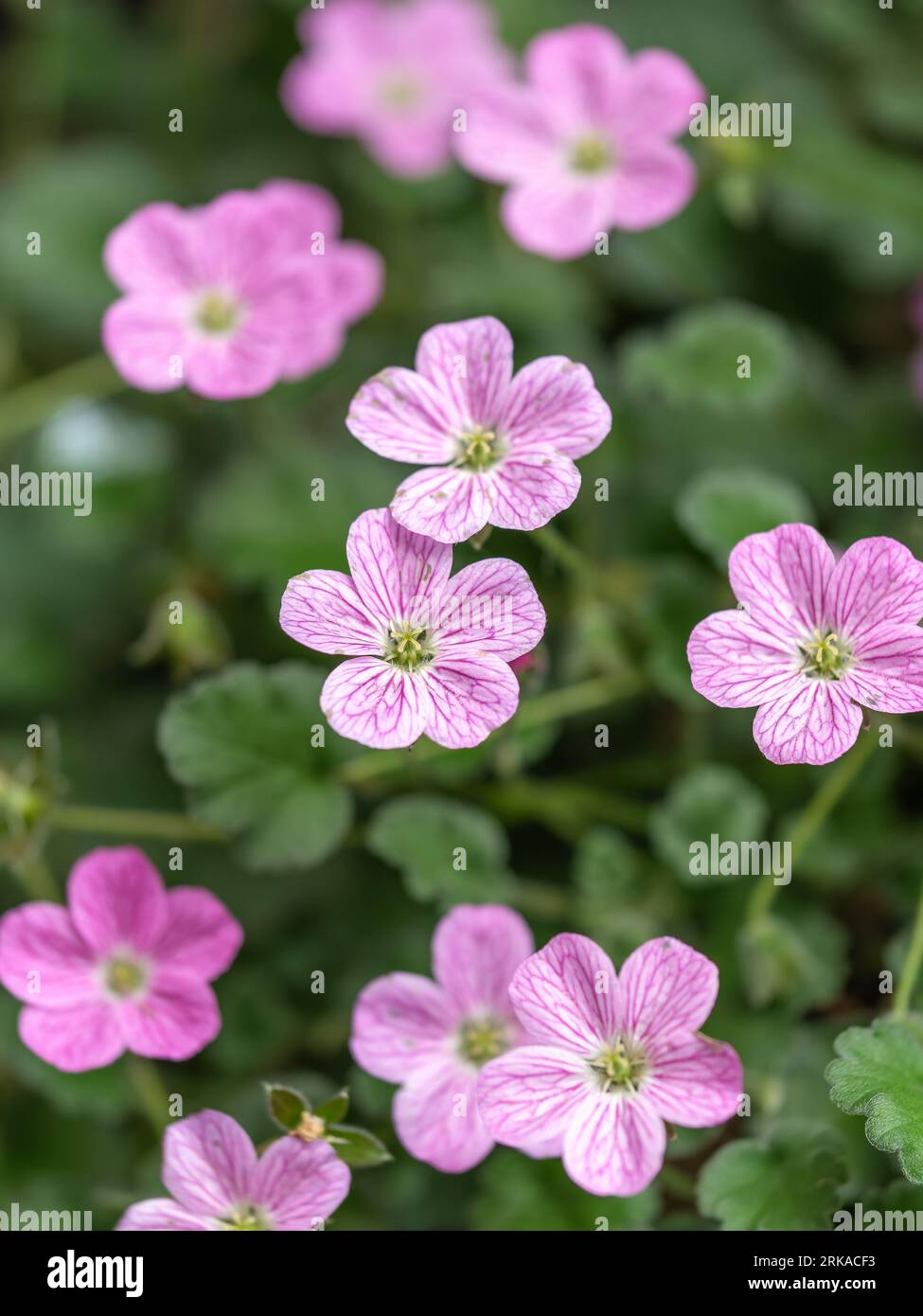 Beautiful macro of the small pink flowers of the Erodium plant. Erodium is a genus of flowering plants in the botanical family Geraniaceae, this is th Stock Photo