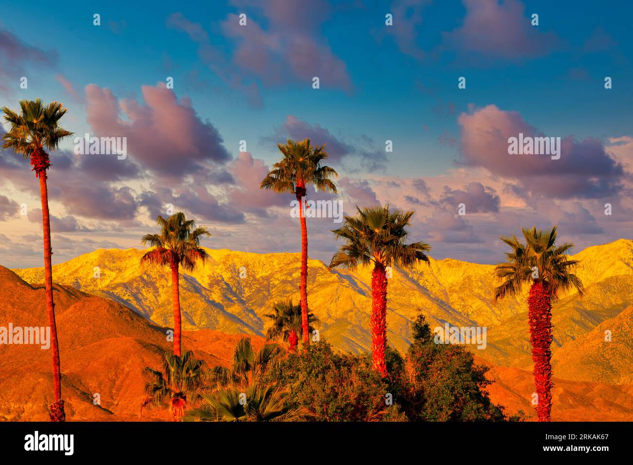 Snowy sunrise and palms, Santa Rosa and San Jacinto Mountains National Monument, California,  near Palm Springs Stock Photo
