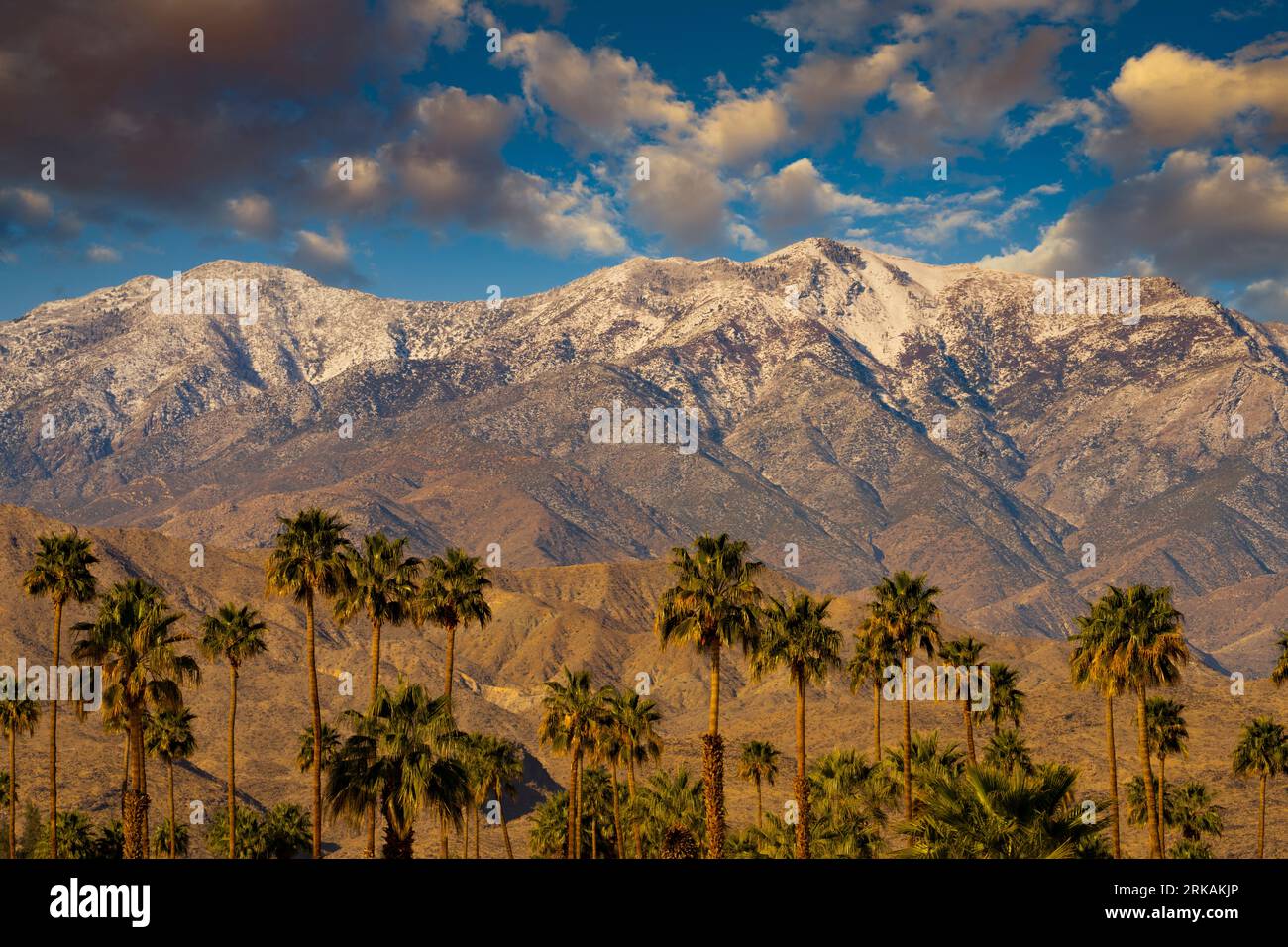 Snowy sunrise and palms, Santa Rosa and San Jacinto Mountains National Monument, California,  near Palm Springs Stock Photo