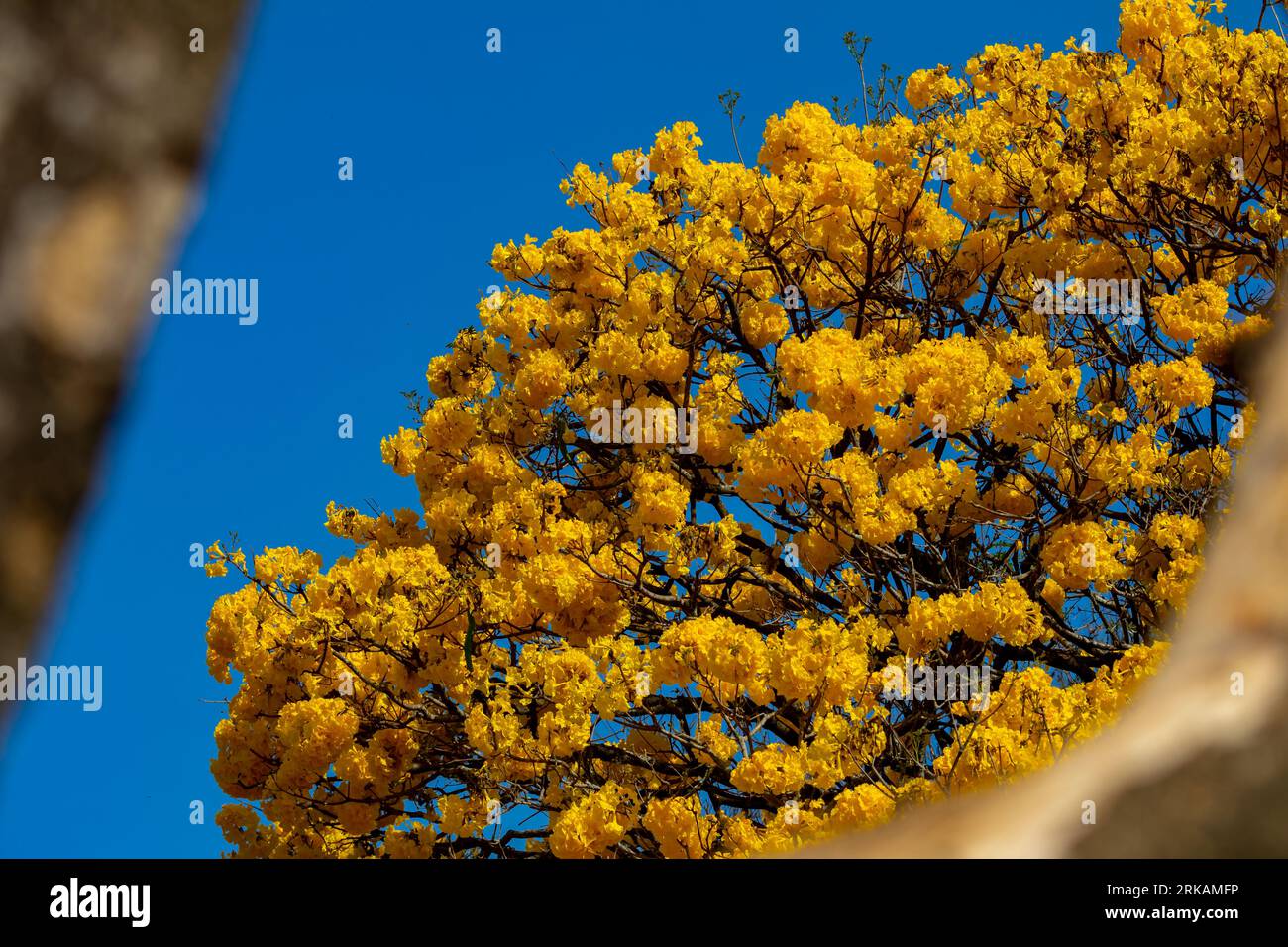 Natural Blooming Golden Trumpet Tree (in Portuguese: Ipe Amarelo; scientific name: Tabebuia chrysotricha or Handroantus chrysotrichus). Stock Photo