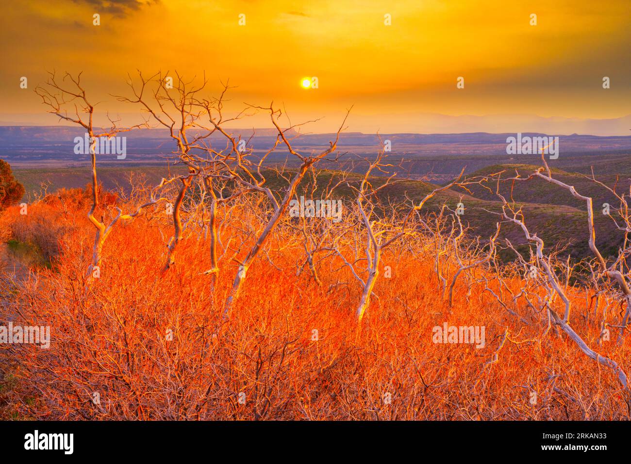 Sunset grasses and early spring forest, Mesa Verde National Park, Colorado Stock Photo