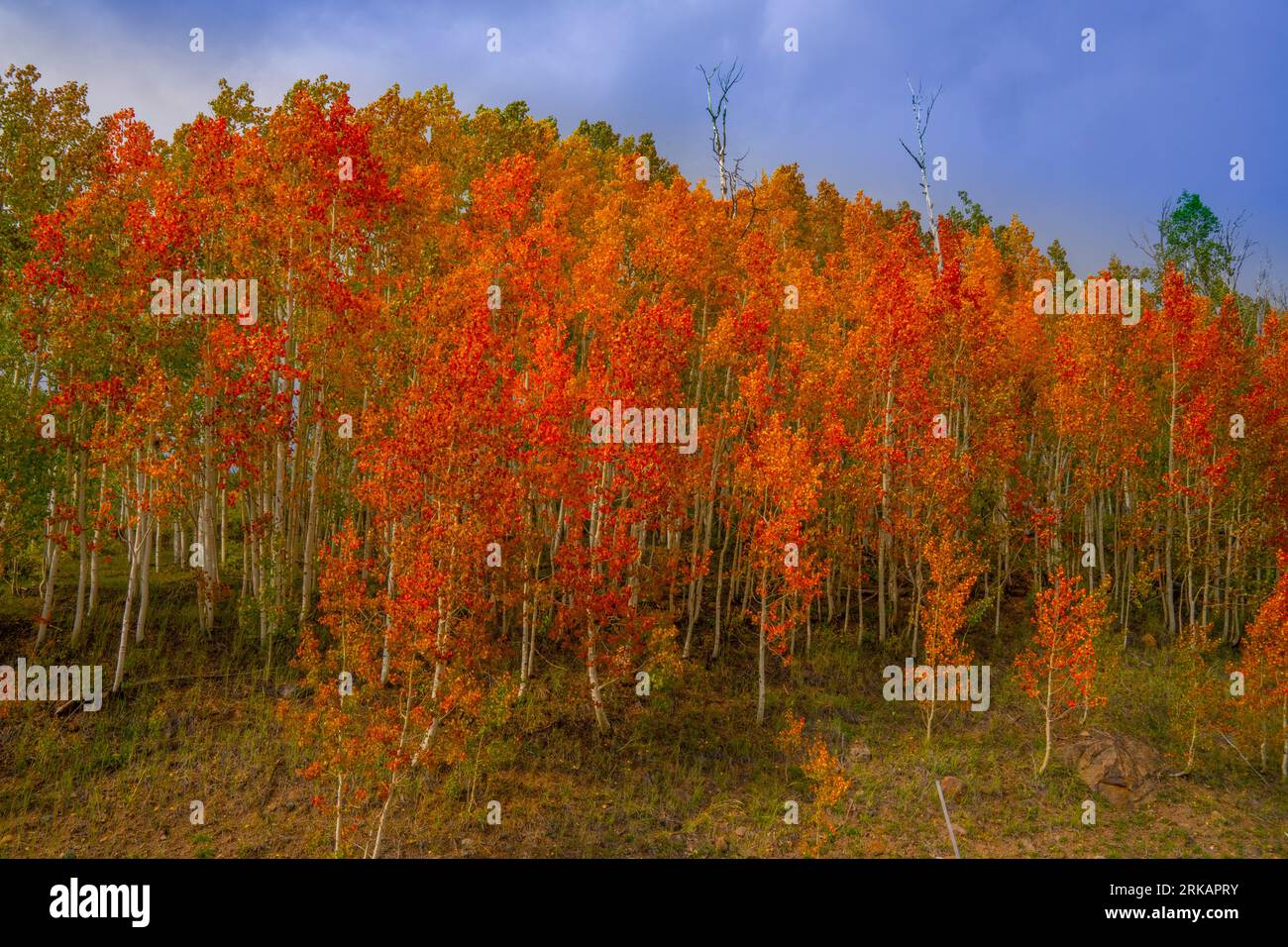 Red aspen on Booulder Mountain, Dixie National Forest, Utah Highest mesa in United States Stock Photo