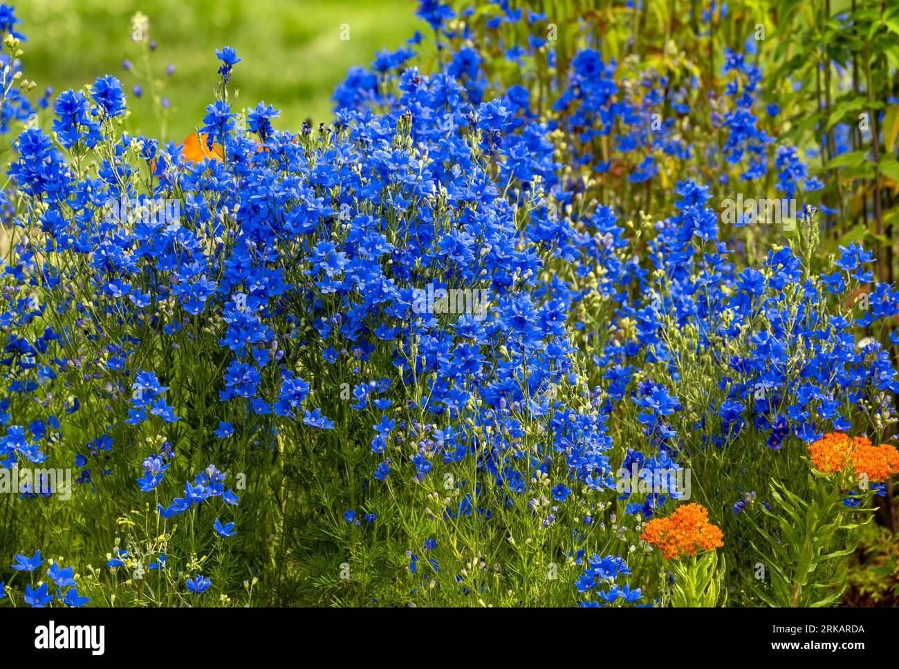Delphinium blue butterfly hi-res stock photography and images - Alamy