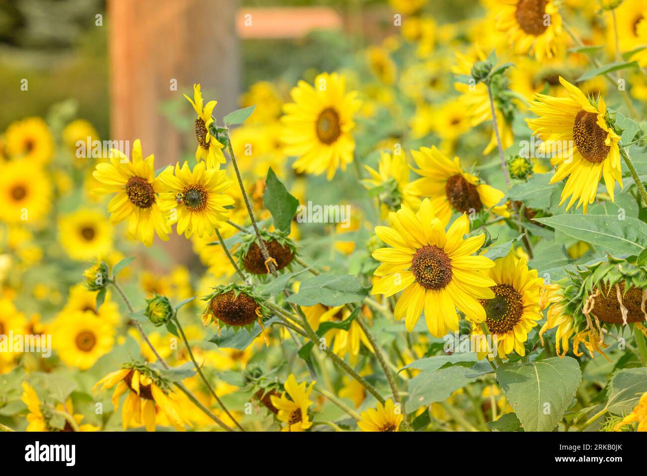 Sunflower Garden, Botanical Gardens of Silver Springs, Calgary, Alberta