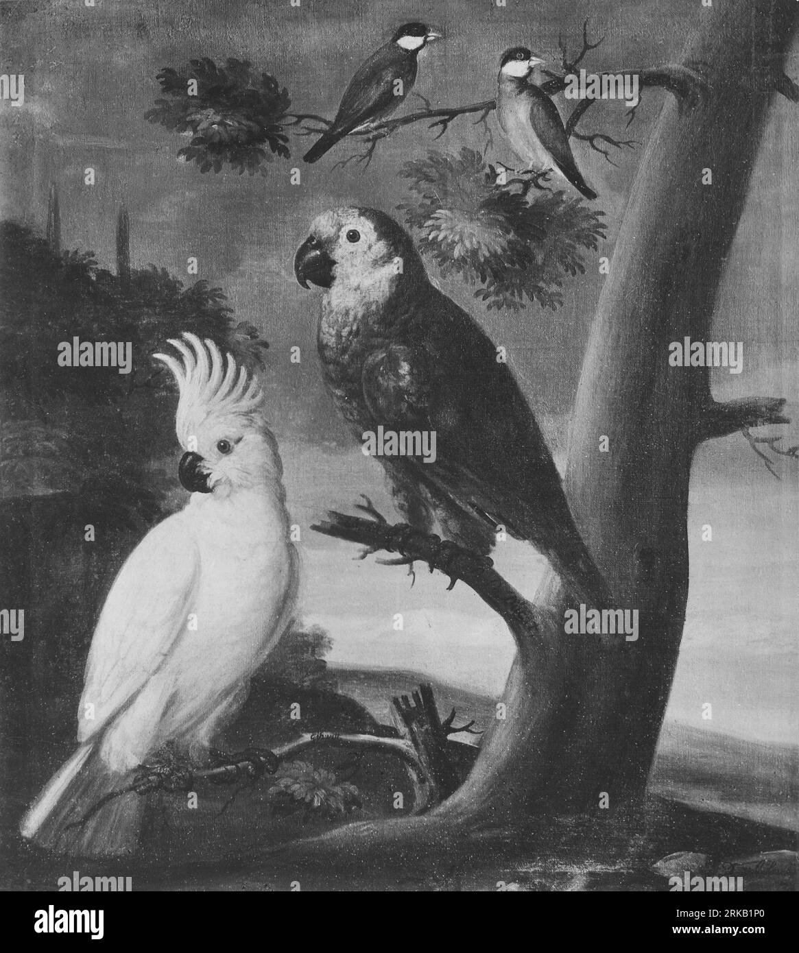 Papegojor och andra fåglar 1733 by David von Cöln Stock Photo