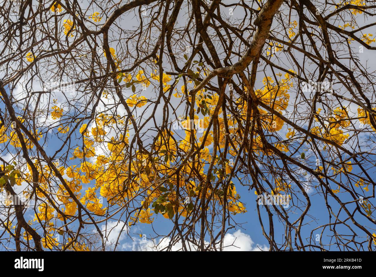 Natural Blooming Golden Trumpet Tree (in Portuguese: Ipe Amarelo; scientific name: Tabebuia chrysotricha or Handroantus chrysotrichus). Stock Photo