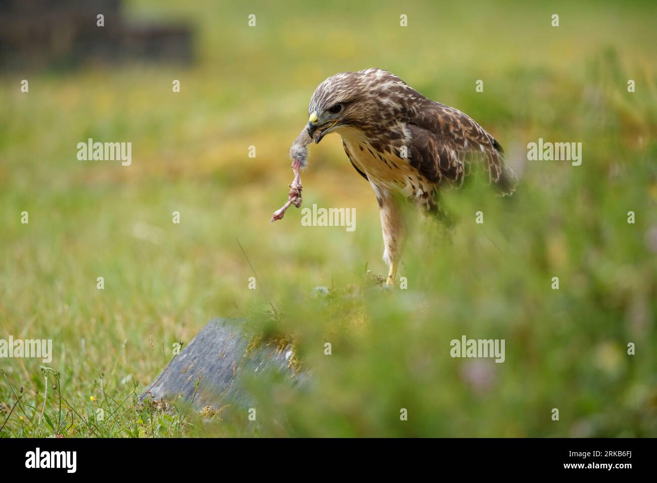 Common Buzzard feeding on rabbit prey Stock Photo - Alamy
