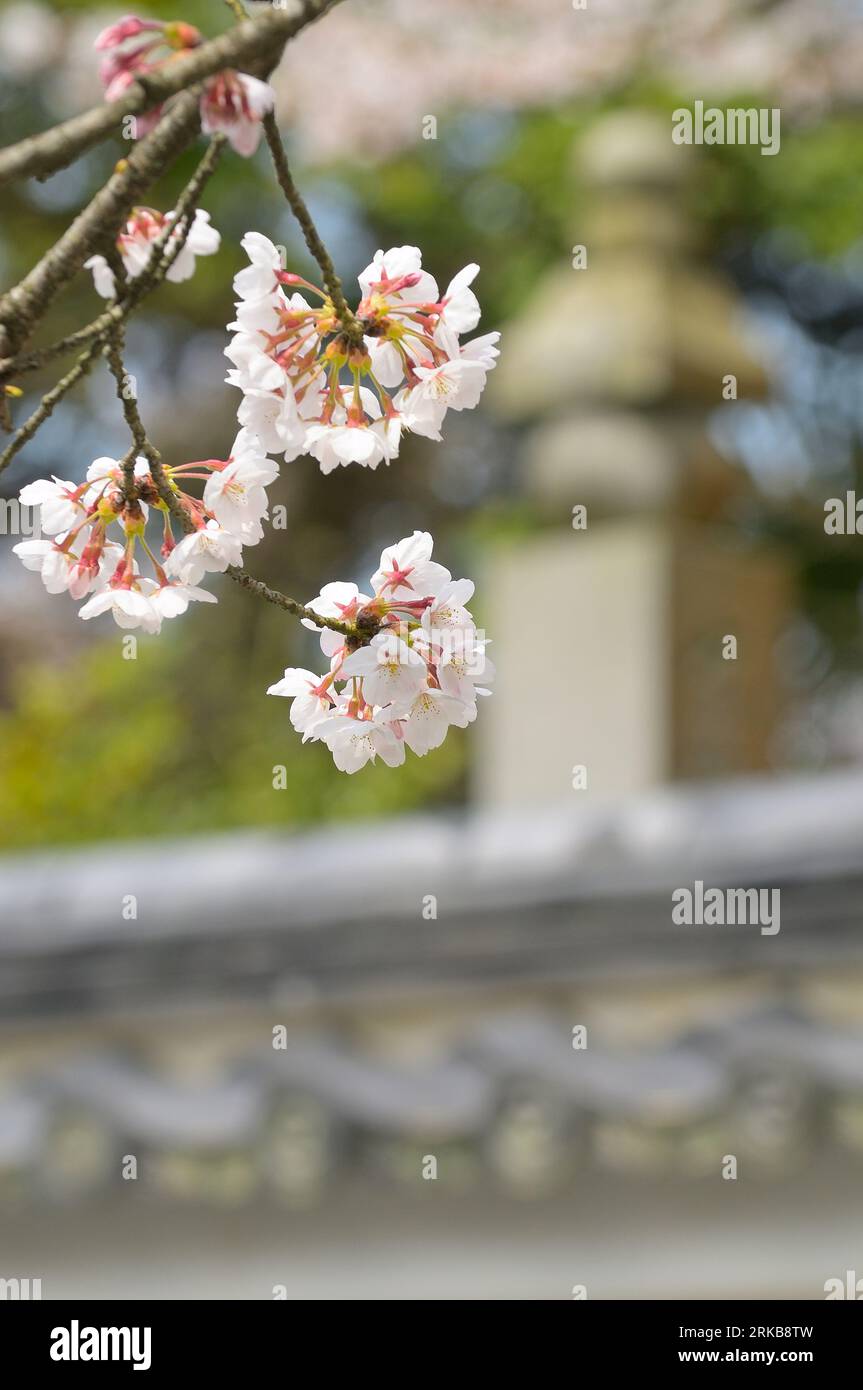 The Nanzen Ji temple precincts during the beautiful cherry blossom season in spring, Kyoto JP Stock Photo