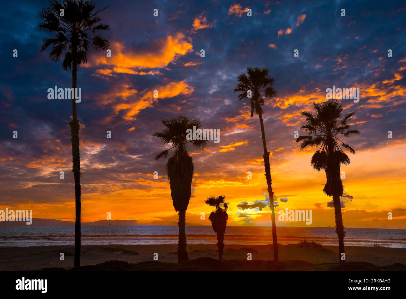 Palms and beach, Channel Islands National Park, California, Pacific Ocean Stock Photo