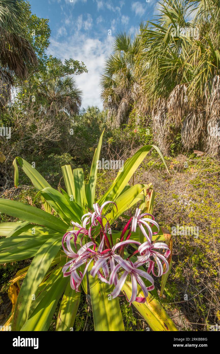 Spider lily, Egmont Key , Engmont Key State Park,  Florida, Tampa Bay, Florida Stock Photo