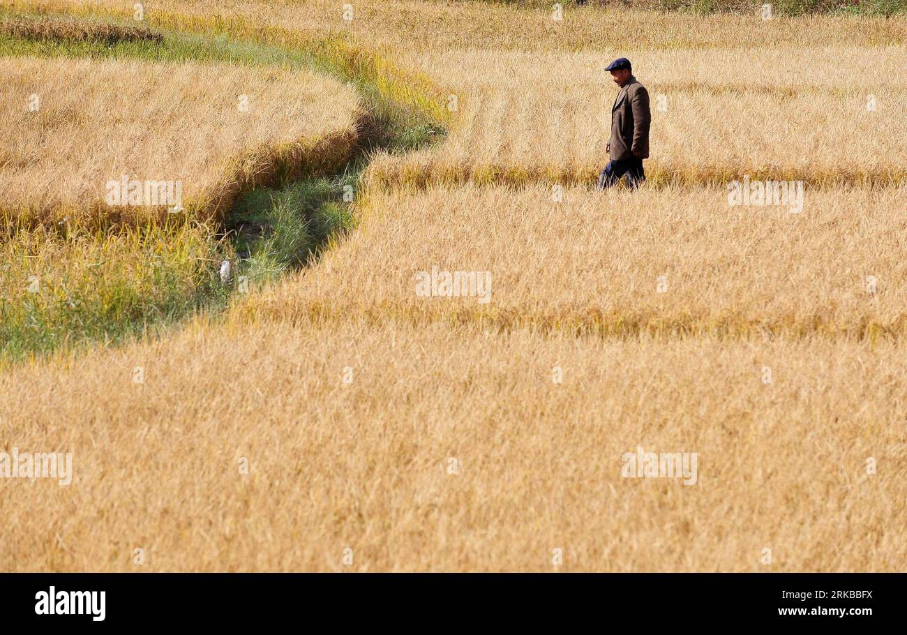 Farmer walks in rice field hi-res stock photography and images - Alamy