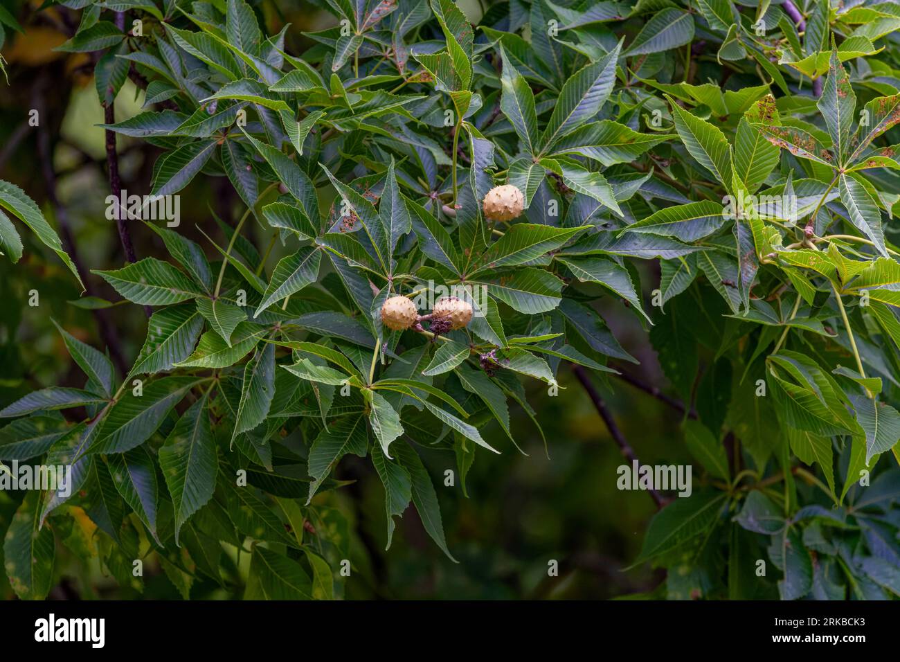 Nut fruits Aesculus glabra, commonly known as Ohio buckeye, is a