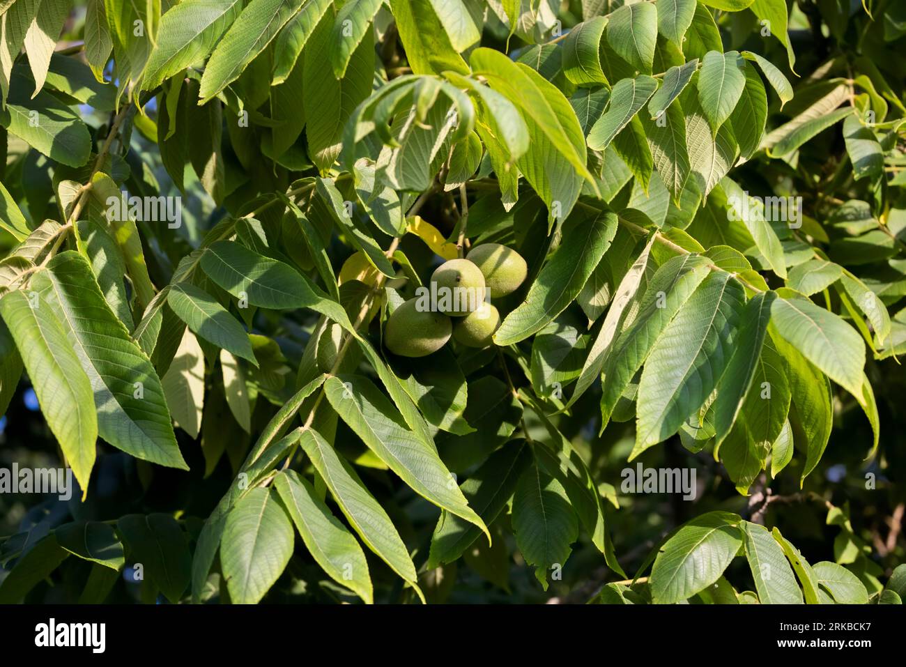 The unripe nuts eastern American black walnut (Juglans) is native to