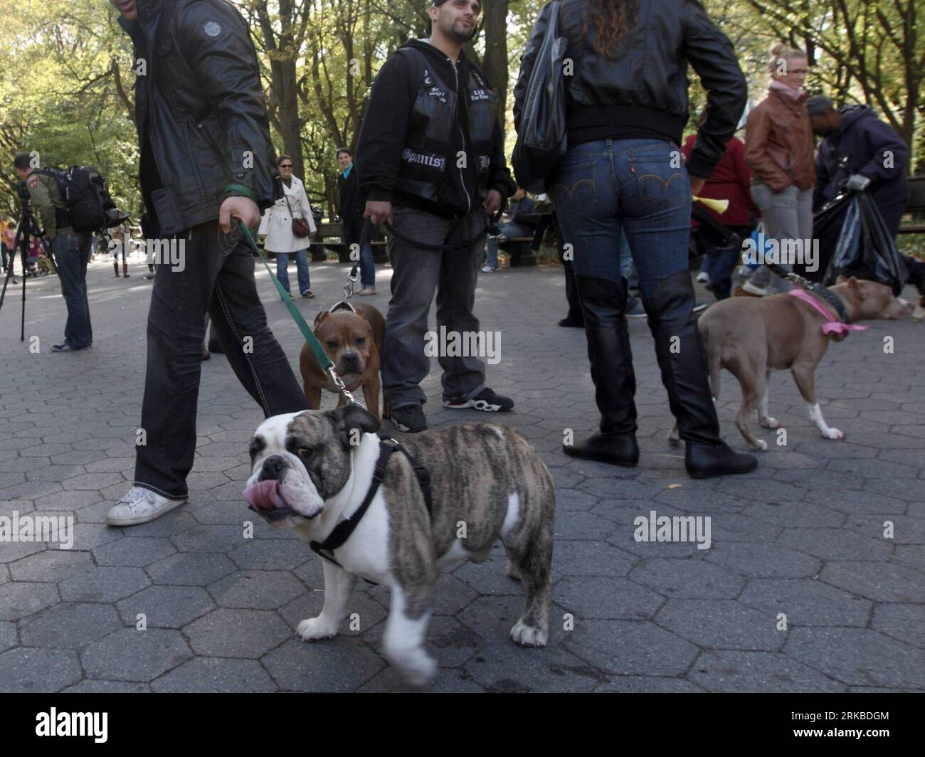 Bildnummer: 54541090  Datum: 17.10.2010  Copyright: imago/Xinhua NEW YORK, Oct. 17, 2010 (Xinhua) -- Pet dogs attend the My Dog Loves Central Park country fair in Central Park, New York, the United States, Oct. 17, 2010. Various breeds of dogs were taken by their owners to the fair on Saturday, providing a platform for pet dog owners to learn and exchange pet-training skills. (Xinhua/Wu Kaixiang) (lmz) US-NEW YORK-PET DOG-FAIR PUBLICATIONxNOTxINxCHN Gesellschaft Hundemesse Tiere Hunde Hundeschau kbdig xdp 2010 quer    Bildnummer 54541090 Date 17 10 2010 Copyright Imago XINHUA New York OCT 17 2 Stock Photo