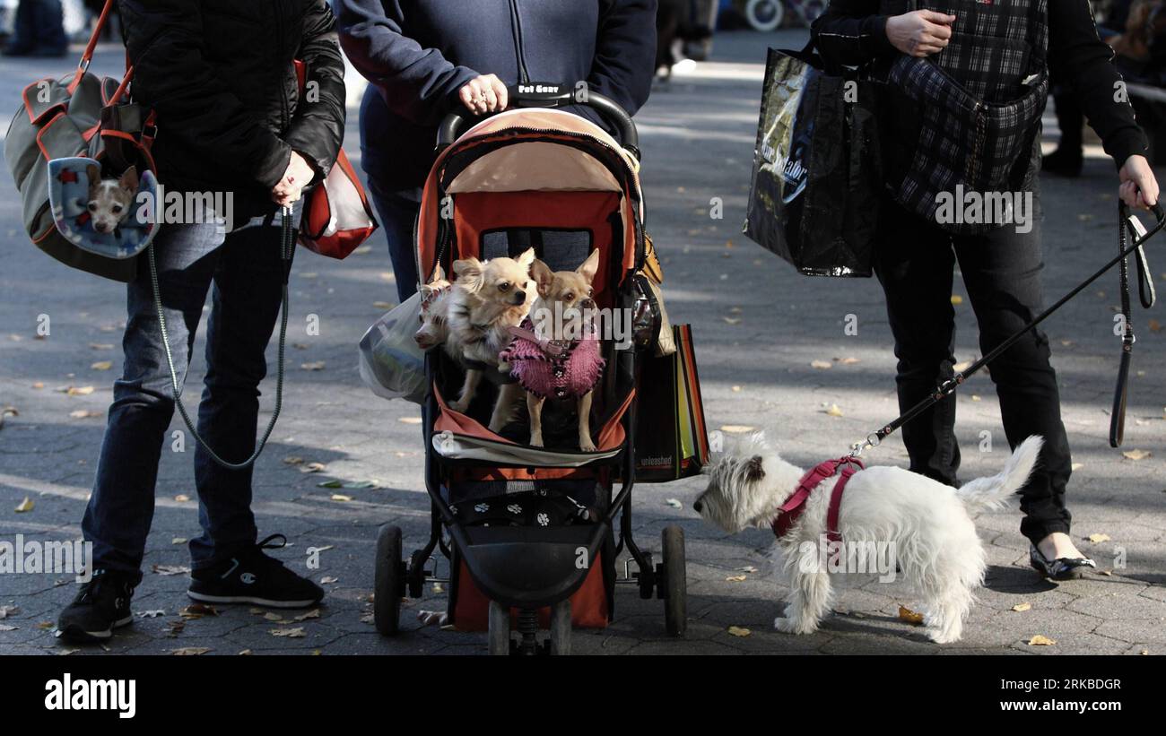 Bildnummer: 54541089  Datum: 17.10.2010  Copyright: imago/Xinhua NEW YORK, Oct. 17, 2010 (Xinhua) -- Pet dogs attend the My Dog Loves Central Park country fair in Central Park, New York, the United States, Oct. 17, 2010. Various breeds of dogs were taken by their owners to the fair on Saturday, providing a platform for pet dog owners to learn and exchange pet-training skills. (Xinhua/Wu Kaixiang) (lmz) US-NEW YORK-PET DOG-FAIR PUBLICATIONxNOTxINxCHN Gesellschaft Hundemesse Tiere Hunde Hundeschau kbdig xdp 2010 quer o0 kurios Komik Kinderwagen    Bildnummer 54541089 Date 17 10 2010 Copyright Im Stock Photo