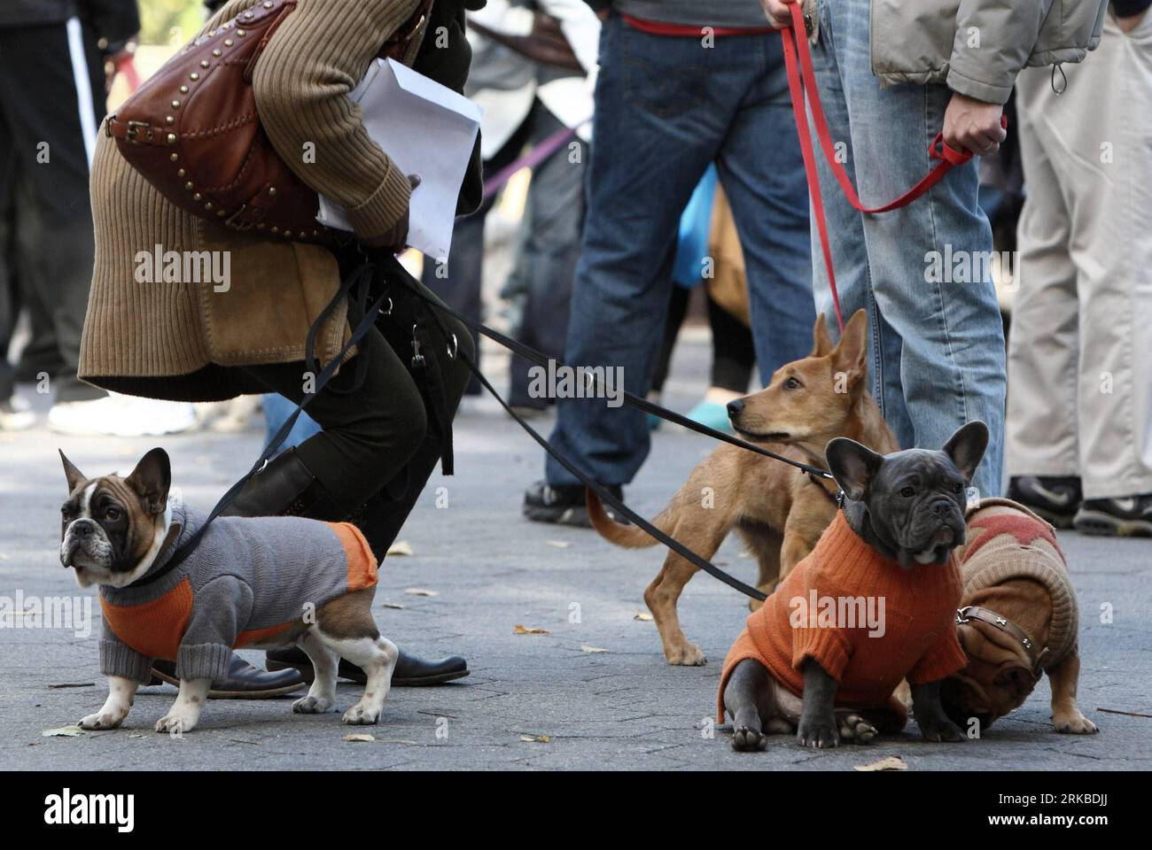 Bildnummer: 54541088  Datum: 17.10.2010  Copyright: imago/Xinhua NEW YORK, Oct. 17, 2010 (Xinhua) -- Pet dogs attend the My Dog Loves Central Park country fair in Central Park, New York, the United States, Oct. 17, 2010. Various breeds of dogs were taken by their owners to the fair on Saturday, providing a platform for pet dog owners to learn and exchange pet-training skills. (Xinhua/Wu Kaixiang) (lmz) US-NEW YORK-PET DOG-FAIR PUBLICATIONxNOTxINxCHN Gesellschaft Hundemesse Tiere Hunde Hundeschau kbdig xdp 2010 quer    Bildnummer 54541088 Date 17 10 2010 Copyright Imago XINHUA New York OCT 17 2 Stock Photo