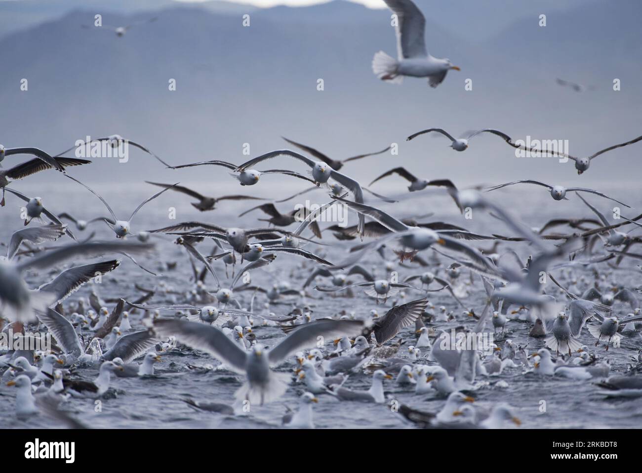 Thick flock of seagulls swarming over Arctic Ocean in the mouth of Kamoyfjorden in Northern Norway in feeding frenzy catching capelin from the surface Stock Photo