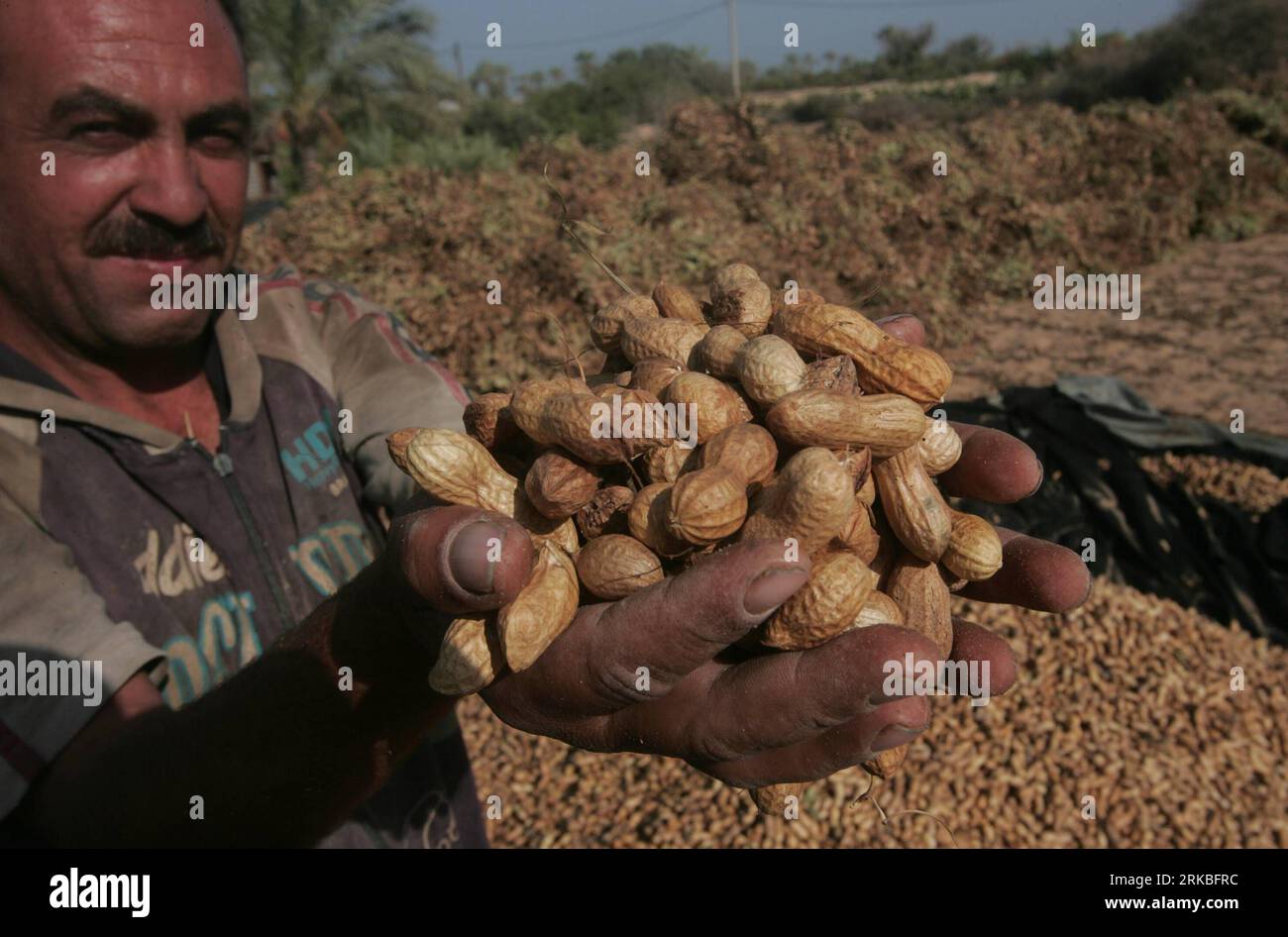Bildnummer: 54553308  Datum: 21.10.2010  Copyright: imago/Xinhua (101021) -- GAZA, Oct. 21, 2010 (Xinhua) -- A Palestinian farmer harvests peanuts in a field, in which peanuts were cultivated in experiment for the first time, in the southern Gaza Strip town of Rafah, on Oct. 21, 2010. (Xinhua/Khaled Omar) (wh) MIDEAST-GAZA-AGRICULTURE PUBLICATIONxNOTxINxCHN Wirtschaft Landwirtschaft kbdig xcb 2010 quer  o0   Palästina Ernte Erdnüsse Landwirtschaft    Bildnummer 54553308 Date 21 10 2010 Copyright Imago XINHUA  Gaza OCT 21 2010 XINHUA a PALESTINIAN Farmer Harvests Peanuts in a Field in Which Pea Stock Photo