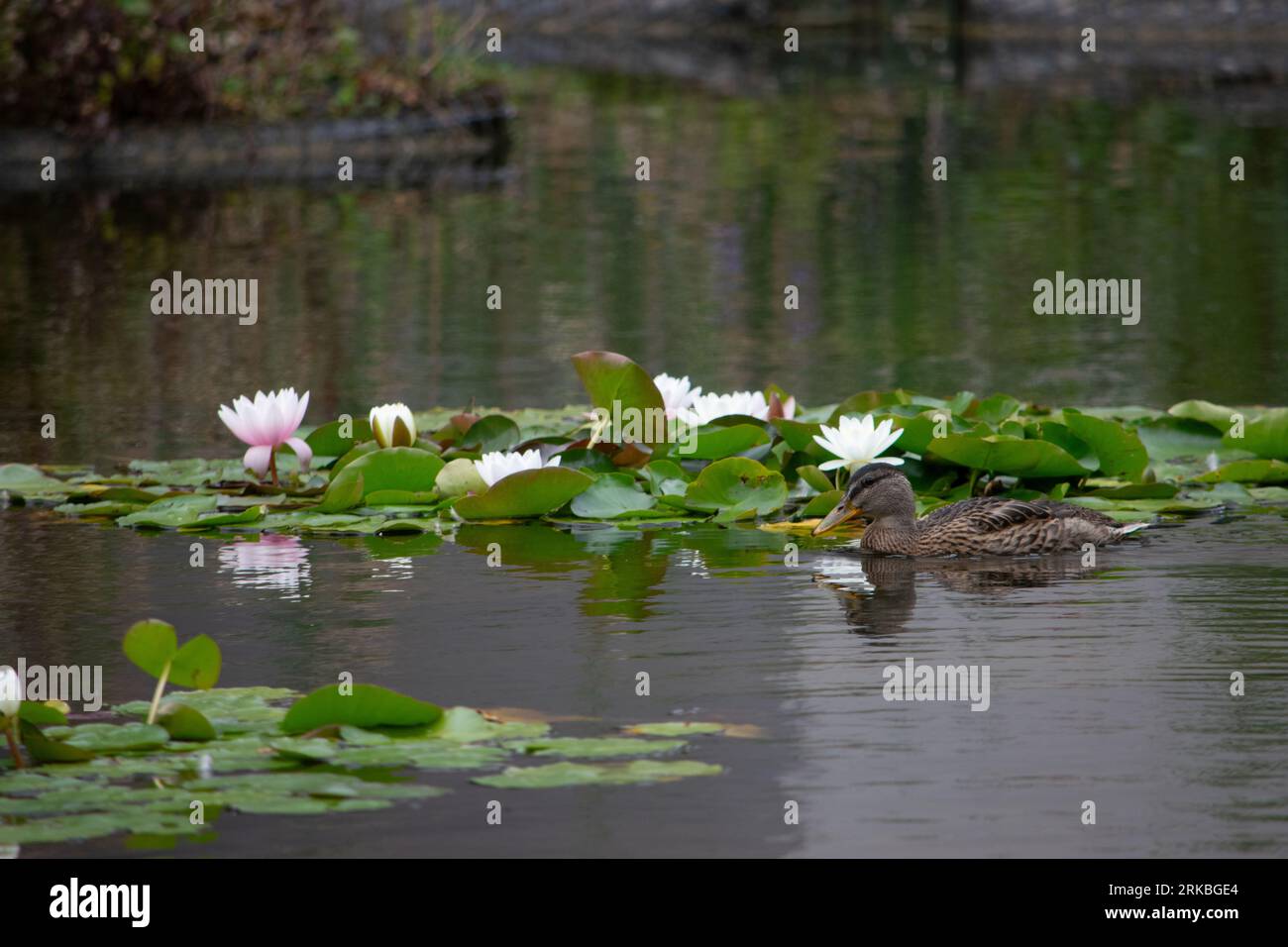 Ducks at Roger Stevens Pond, University of Leeds, United Kingdom Stock ...