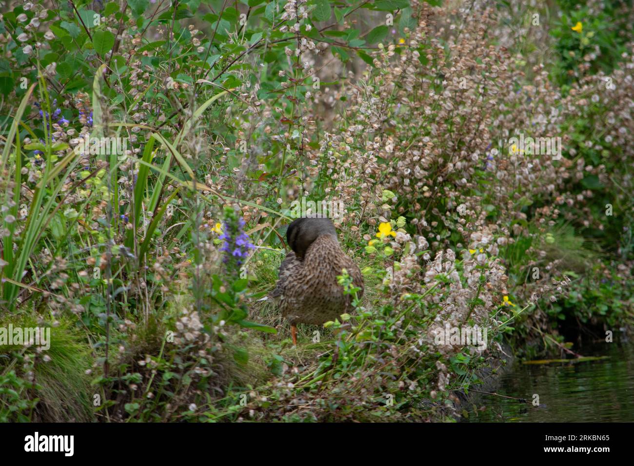 Ducks at Roger Stevens Pond, University of Leeds, United Kingdom Stock ...