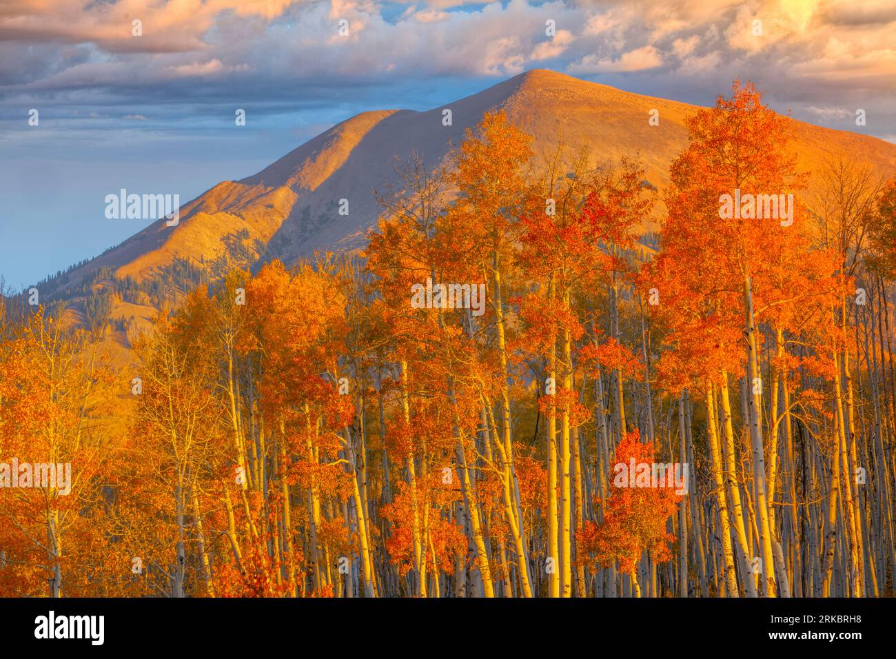 Red aspen and La Sal MOuntains, Manti-La Sal National Forest, near Moab, Utah  Sunrise Stock Photo