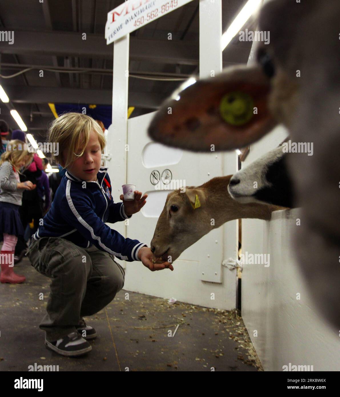 Bildnummer: 54615097  Datum: 05.11.2010  Copyright: imago/Xinhua (101106) -- TORONTO, Nov. 6, 2010 (Xinhua) -- A boy feeds sheep during the Royal Agricultural Winter Fair at Canadian National Exhibition in Toronto, Canada, Nov. 5, 2010. The ten-day Royal Agricultural Winter Fair was opened here on Friday. The Royal Agricultural Winter Fair is one of the largest combined indoor agricultural fair in the world. (Xinhua/Zou Zheng) (cl) CANADA-TORONTO-THE ROYAL AGRICULTURAL WINTER FAIR PUBLICATIONxNOTxINxCHN Wirtschaft Landwirtschaft Messe Landwirtschaftsmesse kbdig xsk 2010 quadrat premiumd o0 Sch Stock Photo