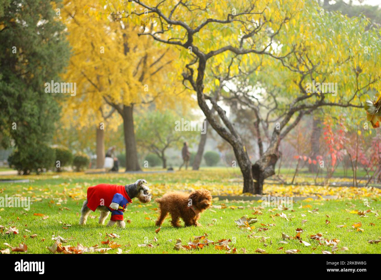 Bildnummer: 54616315  Datum: 06.11.2010  Copyright: imago/Xinhua (101106) -- BEIJING, Nov. 6, 2010 (Xinhua) -- Pet dogs walk on the lawn in a street park in Beijing, capital of China, Nov. 6, 2010. Keeping pets has become a fashion for some senior citizens in China. Some senior citizens belive that raising pets will keep them energetic and heathy both physically and mentally. (Xinhua/Zheng Huansong) (lb) CHINA-BEIJING-LIFESTYLE-SENIOR CITIZEN-PETS (CN) PUBLICATIONxNOTxINxCHN Gesellschaft kbdig xkg 2010 quer  o0 Hunde Tiere spielen Hundemode Kleidung Jahreszeit Herbst    Bildnummer 54616315 Dat Stock Photo