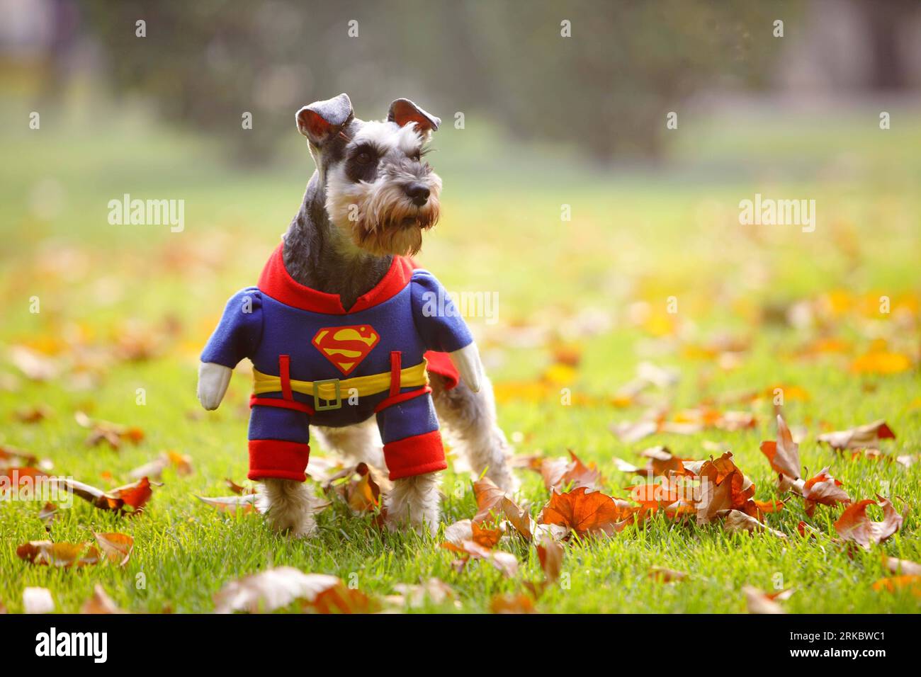 Bildnummer: 54616358  Datum: 06.11.2010  Copyright: imago/Xinhua (101106) -- BEIJING, Nov. 6, 2010 (Xinhua) -- A pet dog dressed in the costume of Superman is seen in a street park in Beijing, capital of China, Nov. 6, 2010. Keeping pets has become a fashion for some senior citizens in China. Some senior citizens belive that raising pets will keep them energetic and heathy both physically and mentally. (Xinhua/Zheng Huansong) (lb) CHINA-BEIJING-LIFESTYLE-SENIOR CITIZEN-PETS (CN) PUBLICATIONxNOTxINxCHN Gesellschaft kbdig xkg 2010 quer Aufmacher kurios o0 Hundemode Hunde Tiere Kleidung    Bildnu Stock Photo