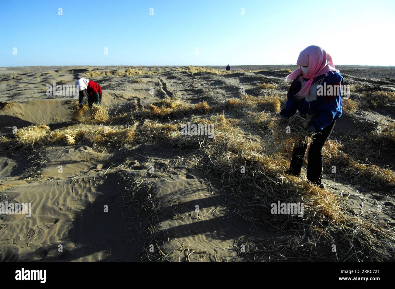 Bildnummer: 54683345  Datum: 27.11.2010  Copyright: imago/Xinhua (101129) -- MINQIN, Nov. 29, 2010 (Xinhua) -- Local farmers fixate sand with wheat straws and achnatherum stalks in the Laohukou desert in Minqin County, northwest China s Gansu Province, Nov. 27, 2010. Located in Minqin County, the Qingtu Lake, suffered from drought for over 50 years, witnessed three square kilometers of water surface again after 8.6 million cubic meters of water from Shiyang River were infused into the lake by the end of October this year. Extensive farming since the 1950s sapped underground water in Minqin and Stock Photo