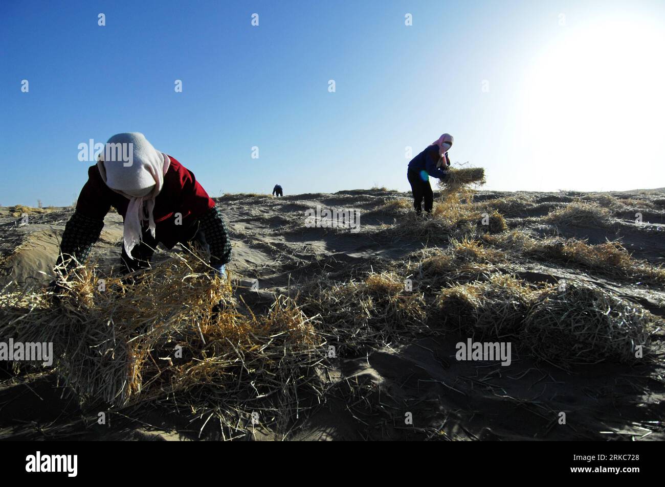 Bildnummer: 54683346  Datum: 27.11.2010  Copyright: imago/Xinhua (101129) -- MINQIN, Nov. 29, 2010 (Xinhua) -- Local farmers fixate sand with wheat straws and achnatherum stalks in the Laohukou desert in Minqin County, northwest China s Gansu Province, Nov. 27, 2010. Located in Minqin County, the Qingtu Lake, suffered from drought for over 50 years, witnessed three square kilometers of water surface again after 8.6 million cubic meters of water from Shiyang River were infused into the lake by the end of October this year. Extensive farming since the 1950s sapped underground water in Minqin and Stock Photo