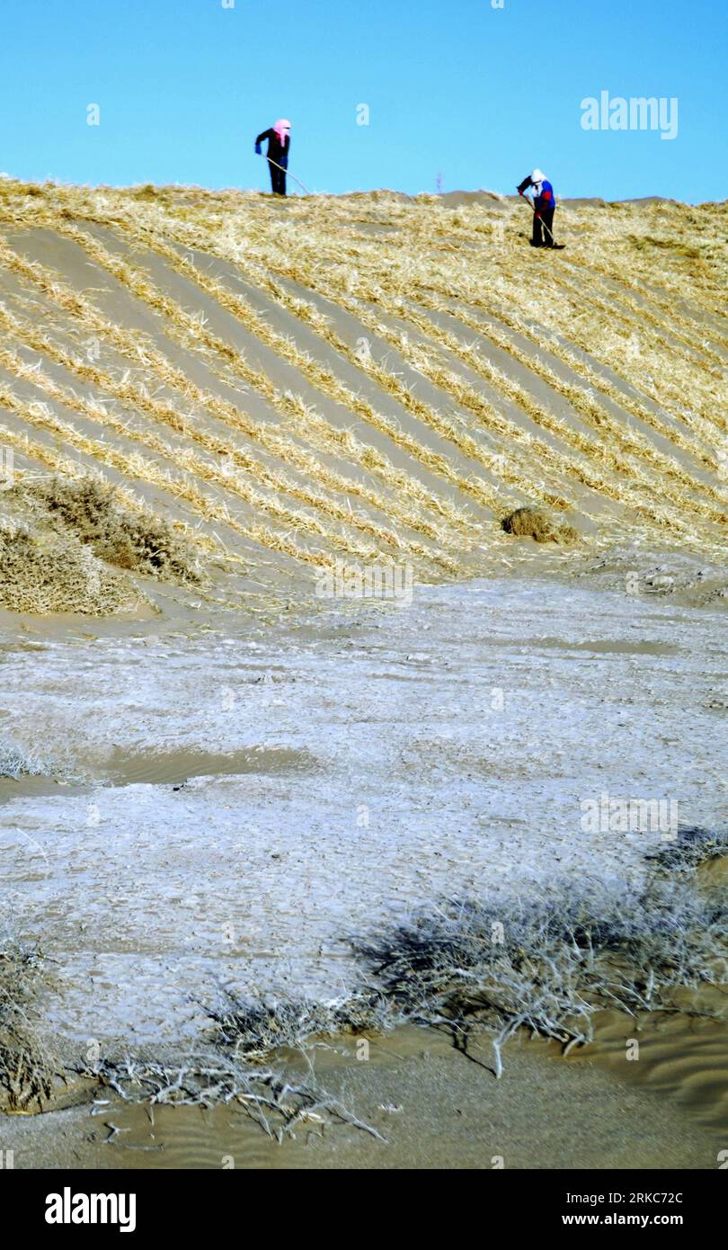 Bildnummer: 54683348  Datum: 27.11.2010  Copyright: imago/Xinhua (101129) -- MINQIN, Nov. 29, 2010 (Xinhua) -- Local farmers fixate sand with wheat straws and achnatherum stalks in the Laohukou desert in Minqin County, northwest China s Gansu Province, Nov. 27, 2010. Located in Minqin County, the Qingtu Lake, suffered from drought for over 50 years, witnessed three square kilometers of water surface again after 8.6 million cubic meters of water from Shiyang River were infused into the lake by the end of October this year. Extensive farming since the 1950s sapped underground water in Minqin and Stock Photo