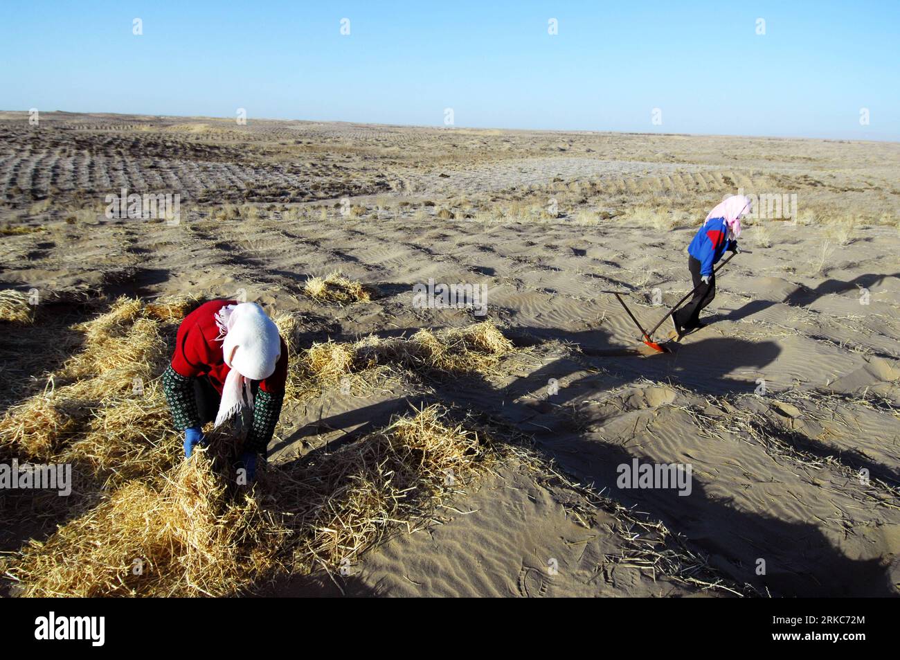 Bildnummer: 54683347  Datum: 27.11.2010  Copyright: imago/Xinhua (101129) -- MINQIN, Nov. 29, 2010 (Xinhua) -- Local farmers fixate sand with wheat straws and achnatherum splendens in the Laohukou desert in Minqin County, northwest China s Gansu Province, Nov. 27, 2010. Located in Minqin County, the Qingtu Lake, suffered from drought for over 50 years, witnessed three square kilometers of water surface again after 8.6 million cubic meters of water from Shiyang River were infused into the lake by the end of October this year. Extensive farming since the 1950s sapped underground water in Minqin Stock Photo