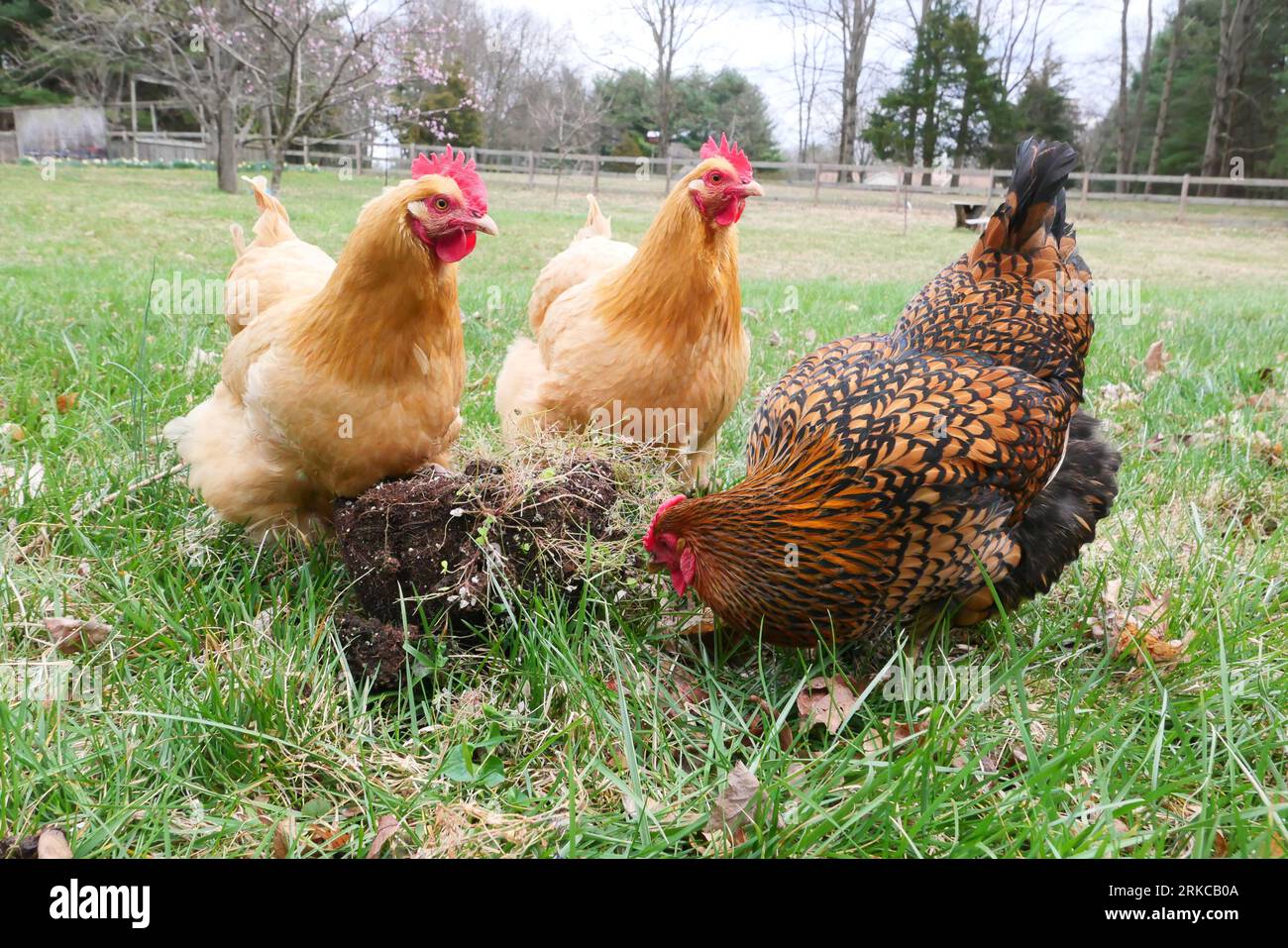 Buff laced wyandotte hi-res stock photography and images - Alamy