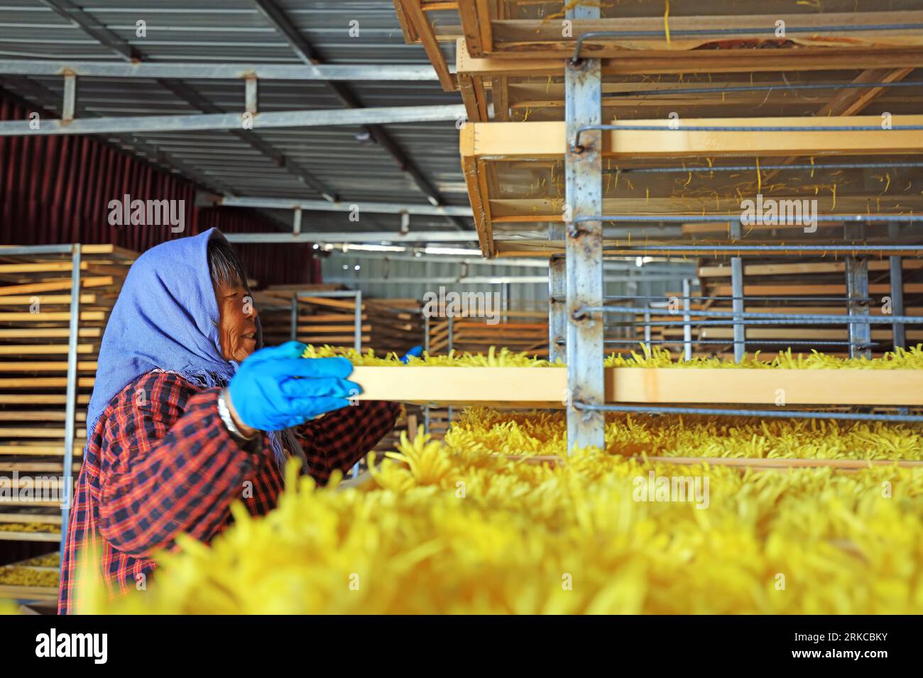 LUANNAN COUNTY, China - November 21, 2018: Farmers check the quality of chrysanthemum chrysanthemi, LUANNAN COUNTY, Hebei Province, China Stock Photo