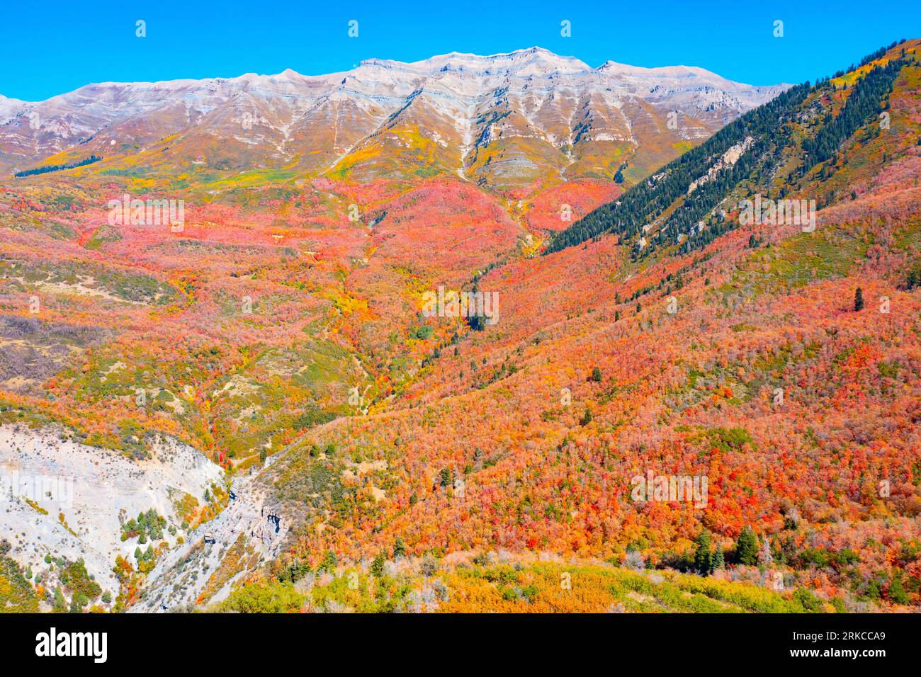 Bigtooth maples and Mt. Timpanogos, Uinta National Forest, Wasatch Mountains Stock Photo