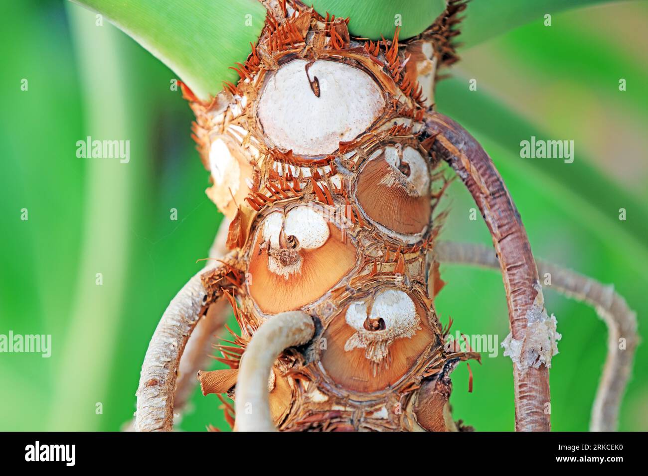 Plant root system Stock Photo Alamy