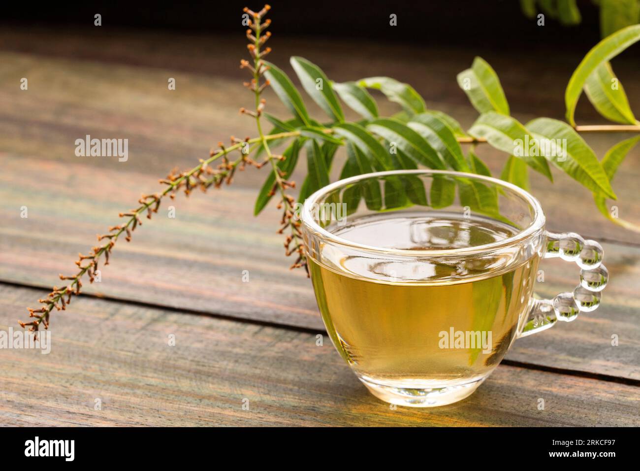 Aloysia citrodora - Lemon verbena hot drink - Organic lemon verbena fresh plant Stock Photo