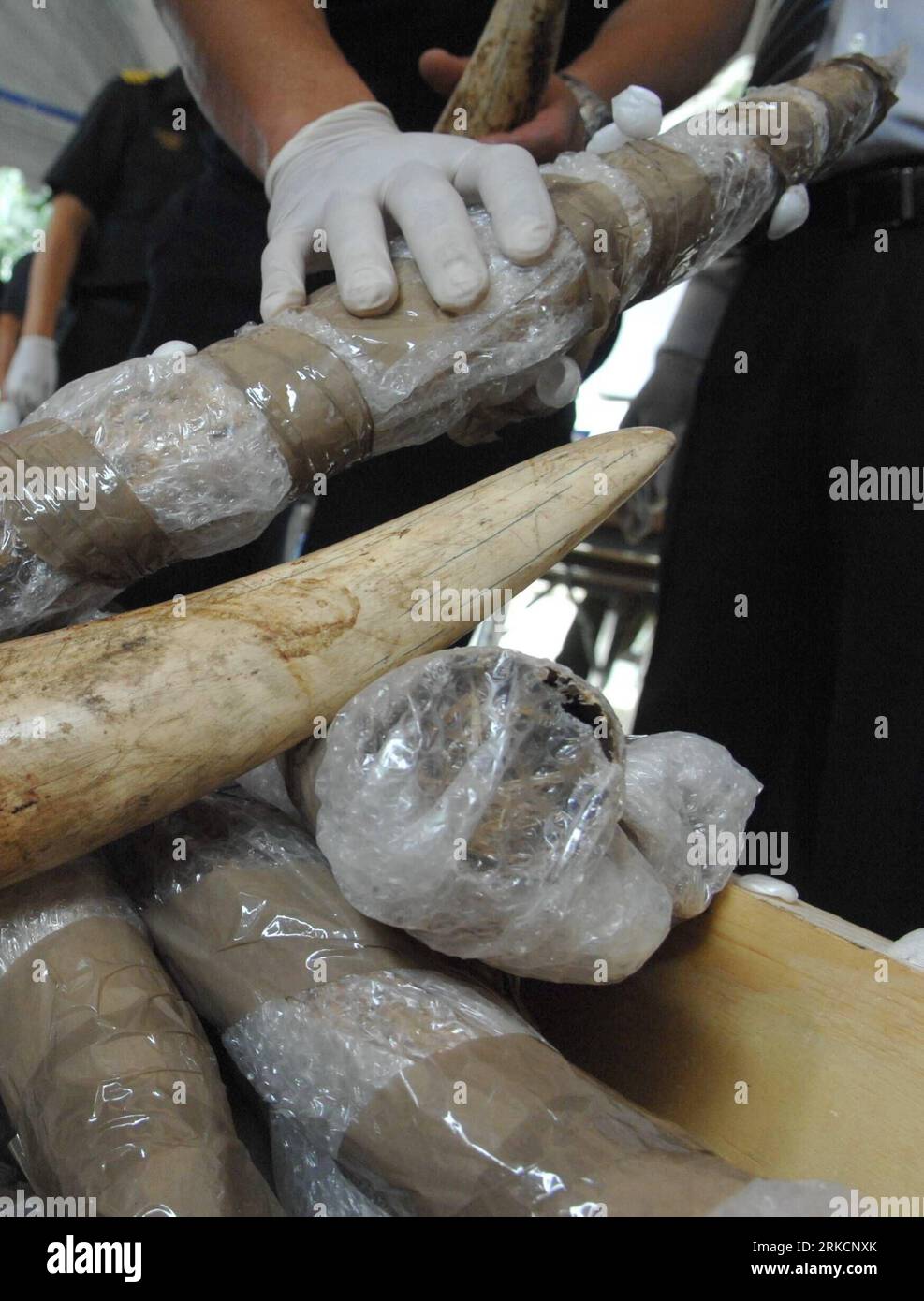 Bildnummer: 54789037  Datum: 06.01.2011  Copyright: imago/Xinhua (110106) -- BANGKOK, Jan. 6, 2011 (Xinhua) -- Customs Department officials inspect seized elephant tusks in Bangkok, Thailand, Jan. 6, 2011. A number of 69 pieces of grade-A ivory  has been confiscated by Thai Customs Department on Wednesday at an international airport  . The value of the confiscated goods is nearly 365,000 US Dollars. (Xinhua/Rachen sageamsak) (yc) (CORRECTION)THAILAND-IVORY-CONFISCATE PUBLICATIONxNOTxINxCHN Gesellschaft Kriminalität Afrika Asien Elfenbein Schmuggel Elfenbeinschmuggel kbdig xmk 2011 hoch o0 Zoll Stock Photo