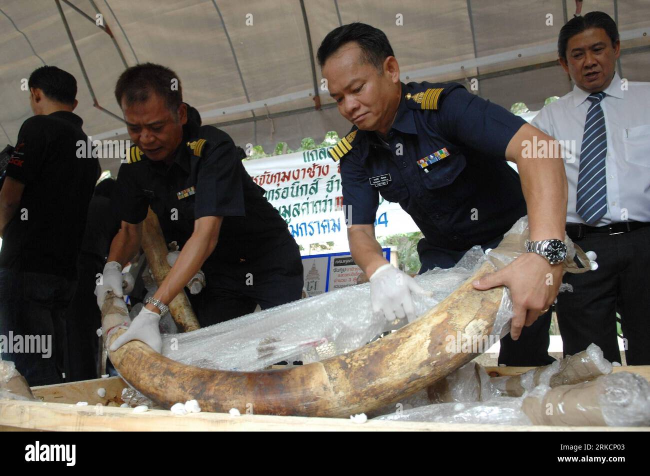 Bildnummer: 54789039  Datum: 06.01.2011  Copyright: imago/Xinhua (110106) -- BANGKOK, Jan. 6, 2011 (Xinhua) -- Customs Department officials inspect seized elephant tusks in Bangkok, Thailand, Jan. 6, 2011. A number of 69 pieces of grade-A ivory  has been confiscated by Thai Customs Department on Wednesday at an international airport  . The value of the confiscated goods is nearly 365,000 US Dollars. (Xinhua/Rachen sageamsak) (yc) (CORRECTION)THAILAND-IVORY-CONFISCATE PUBLICATIONxNOTxINxCHN Gesellschaft Kriminalität Afrika Asien Elfenbein Schmuggel Elfenbeinschmuggel kbdig xmk 2011 quer o0 Zoll Stock Photo